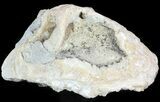 Crystal Filled Fossil Clam - Rucks Pit, FL #48312-1